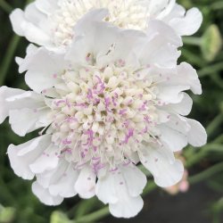 Scabiosa Kudo White 🐝