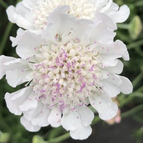 Scabiosa Kudo White 🐝