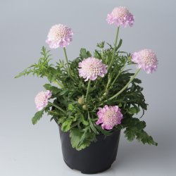 Scabiosa Pink Mist 🐝