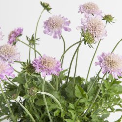 Scabiosa Pink Mist 🐝