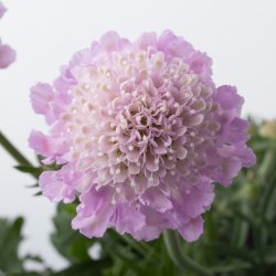 Scabiosa Pink Mist 🐝