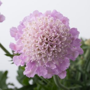 Scabiosa Pink Mist 🐝