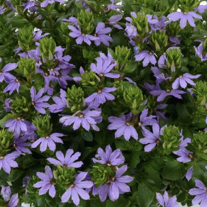 Scaevola Fancy Blue 🐝