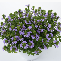 Scaevola Fancy Blue 🐝