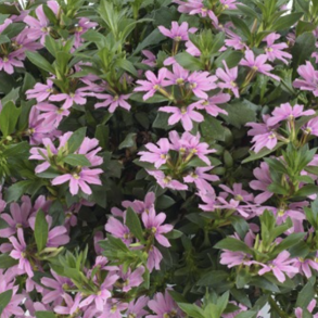 Scaevola Fancy Pink 🐝
