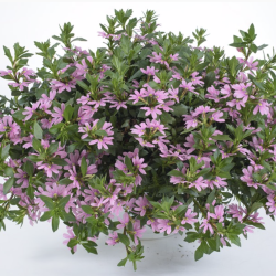 Scaevola Fancy Pink 🐝