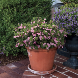 Scaevola Fancy Pink 🐝