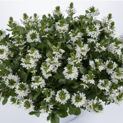 Scaevola Fancy White 🐝