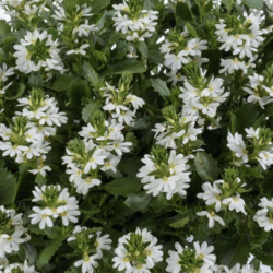 Scaevola Fancy White 🐝