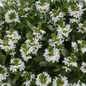 Scaevola Fancy White 🐝