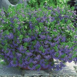 Scaevola Saphira 🐝