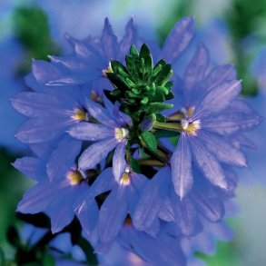 Scaevola Saphira 🐝