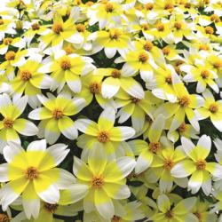 Bidens Spicy Electric White 🐝