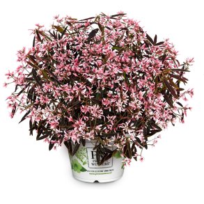 Euphorbia Shades in Pink 🐝