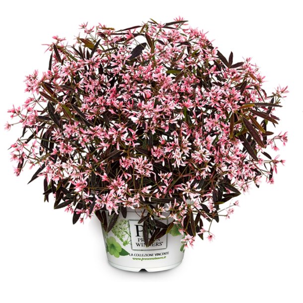 Euphorbia Shades in Pink 🐝