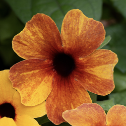 Thunbergia SunEyes Terracotta
