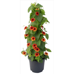 Thunbergia SunEyes Terracotta