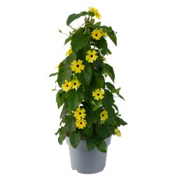 Thunbergia SunEyes Lemon Star