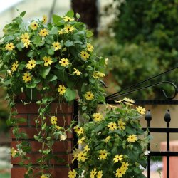 Thunbergia SunEyes Lemon Star