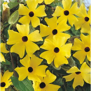 Thunbergia SunEyes Lemon Star
