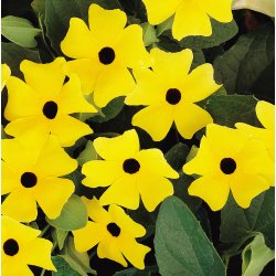 Thunbergia SunEyes Lemon Star