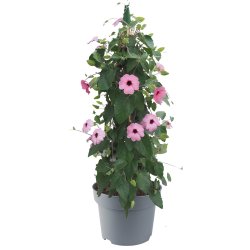 Thunbergia SunEyes Rose Sensation