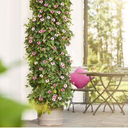 Thunbergia SunEyes Rose Sensation