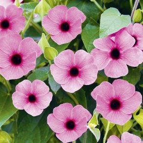 Thunbergia SunEyes Rose Sensation