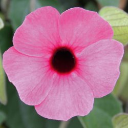 Thunbergia SunEyes Rose Sensation
