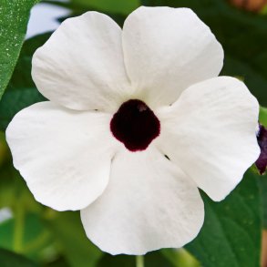 Thunbergia SunEyes White