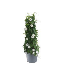 Thunbergia SunEyes White