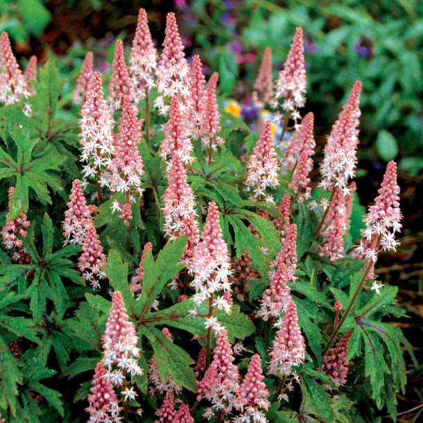 Tiarella Pink Skyrocket &#128029;