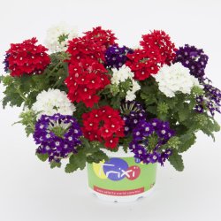 Verbena Trixi Mix Belle Epoque 🐝