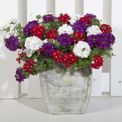 Verbena Trixi Mix Belle Epoque 🐝