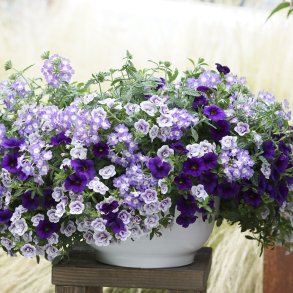 Trixi Mix Blue Baroque