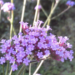 Verbena Bonariensis K�mpejernurt 🐝