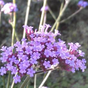 Verbena Bonariensis K�mpejernurt 🐝