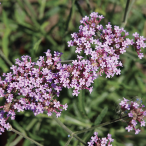 Verbena Bonariensis Lollipop 🐝