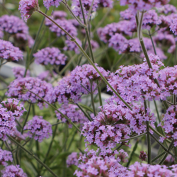 Verbena Bonariensis Lollipop 🐝