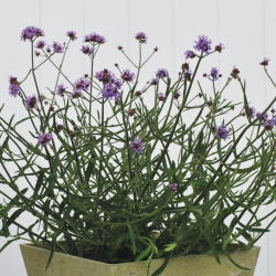 Verbena Bonariensis Lollipop 🐝