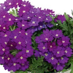 Verbena Drums Blue 🐝