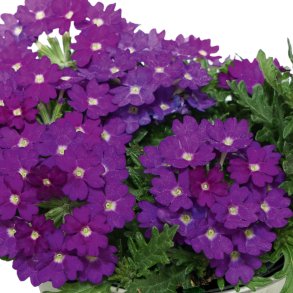 Verbena Drums Blue 🐝