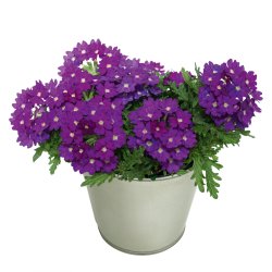 Verbena Drums Blue 🐝