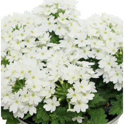 Verbena Drums White 🐝