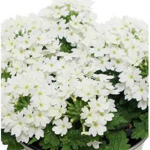 Verbena Drums White 🐝