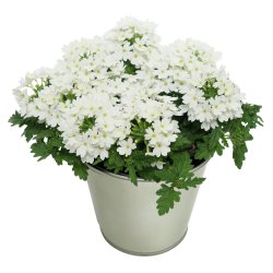 Verbena Drums White 🐝