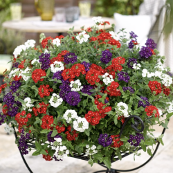 Verbena Trixi Mix Belle Epoque 🐝