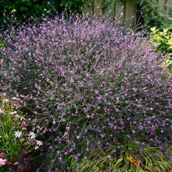Verbena officinalis Bampton Jernurt 🐝