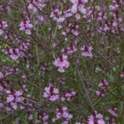 Verbena officinalis Bampton Jernurt 🐝