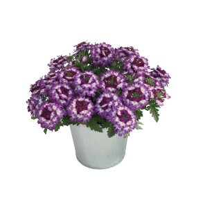 Verbena Drums Blue White 🐝